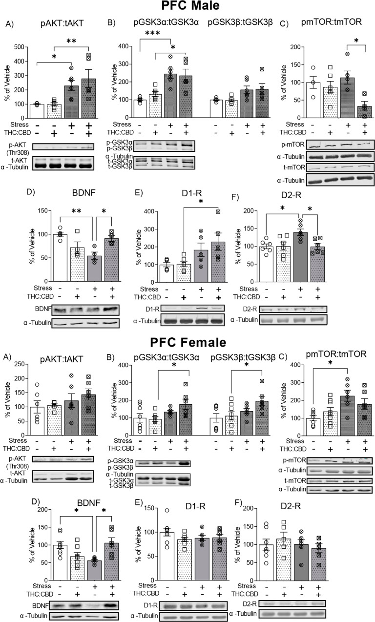 Effects of THC:CBD edible formulation on expression of Akt (A, G), GSK3 α/β (B, H), mTOR (C, I), BDNF (D, J), D1-R (E, K) and D2-R (F, L) in PFC of non-stressed and stressed male (A-F) and female (G-L) rats. Representative Western blots (Bottom) and quantification (Top) in the PFC of comparison between non-stressed and stressed cohorts. Data correspond to mean ± SEM, two-way ANOVA, Holm-Sidak post-hoc unpaired; *p < 0.05; **p < 0.01; ***p < 0.001.