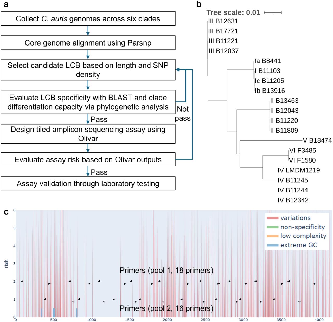 Overview of tiled amplicon sequencing assay design for C. auris clade differentiation.a. Workflow illustrating the design and validation of tiled amplicon sequencing assay (LCB: locally collinear block; SNP: single nucleotide polymorphism). b. Phylogenetic analysis of the selected LCB for C. auris tiled amplicon sequencing. Strains from the same clade cluster together, indicating higher intra-clade similarity and inter-clade specificity, which supports the use of the target region for clade differentiation. c. Risk landscape of the selected LCB and corresponding primers designed by Olivar. Each risk component is represented in a different color. Primers are assigned to two pools to avoid overlapping amplicons.