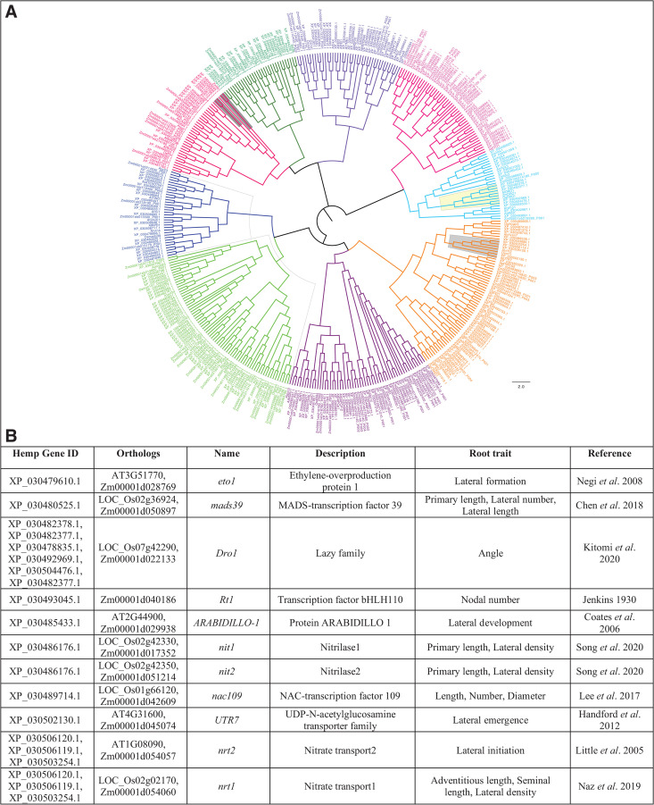 Dissection of priority root candidate genes for hemp.(A) Maximum likelihood phylogenetic tree of 301 Cannabis sativa genes identified as orthologs of known RSA regulators from Arabidopsis thaliana, Oryza sativa (rice), and Zea mays (maize). Protein sequences were aligned using MUSCLE, the tree was constructed in MEGA11 with 1,000 bootstrap replicates, visualized in FigTree. Gene clusters were grouped based on ≥95% sequence similarity and are color-coded into nine distinct functional clusters. (B) Key root architecture genes identified through phylogenetic analysis, along with their known functions and representative homologs from model species. (For additional genes, refer to S7 Table).