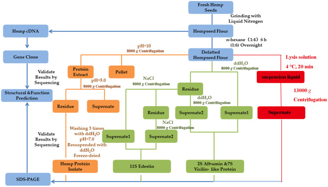 Flowchart of the production of HSP from fresh hemp seeds using different methods. Different colors indicate the different extraction methods; the Osborne method is indicated in GREEN, alkali extraction and acid precipitation method is indicated in YELLOW, protein extraction kit method is indicated in RED, and the common operating steps are indicated in BLUE. The concentration of NaOH and NaCl solutions used was 1 M, while the concentration of the HCl solution used was 0.1 M.
