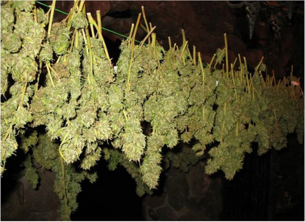 Air-drying (hang-drying) of the cannabis plant