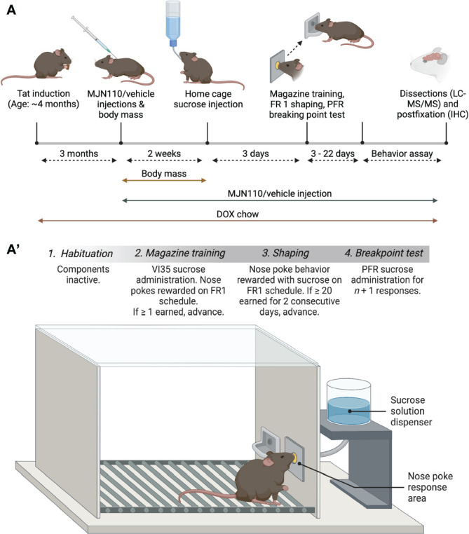 Schematic representation of the experimental timeline (A) and the behavioral assay (A’). (A) After mice received DOX-containing chow for 3 months, mice were subcutaneously injected with vehicle/MJN110 for 2 weeks. DOX food and drug injections continued throughout the experimental study. Body mass was recorded daily when drug injections started. After 2 weeks of drug injections, subjects were habituated for 3 days in their home cage to the 25% sucrose solution (w/v). The behavioral assay started the next day and lasted between 3-22 days depending on animal’s performance (A’). Figure created with BioRender.com. DOX, doxycycline; FR1, fixed-ratio 1; PFR, progressive fixed-ratio; VI35, variable-interval schedule (30-45 seconds).