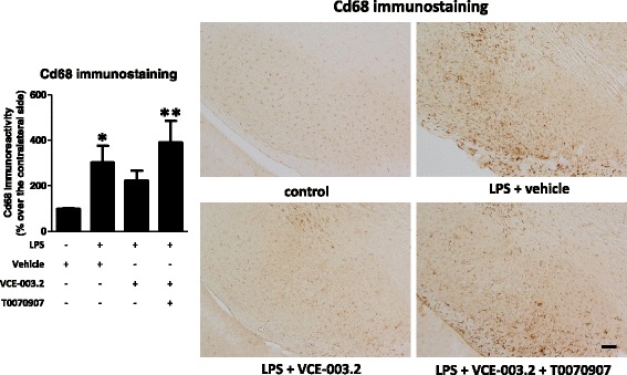 Intensity of the immunostaining for Cd68 (left panel) measured in a selected area of the substantia nigra pars compacta of adult male mice at 3 weeks of being subjected to an intrastriatal injection of LPS and daily treated with VCE-003.2 (10 mg/kg), alone or combined with T0070907 (5 mg/kg), or vehicle. Immunoreactivity values are measures in the lesioned side over the non-lesioned side and correspond to means ± SEM of 4–6 subjects per group. Data were assessed by the one-way analysis of variance followed by the Student–Newman–Keuls test (*p < 0.05, **p < 0.01 versus vehicle-treated control mice). Representative Cd68 immunostaining images for each experimental group are shown in the right panels (scale bar = 100 μm)