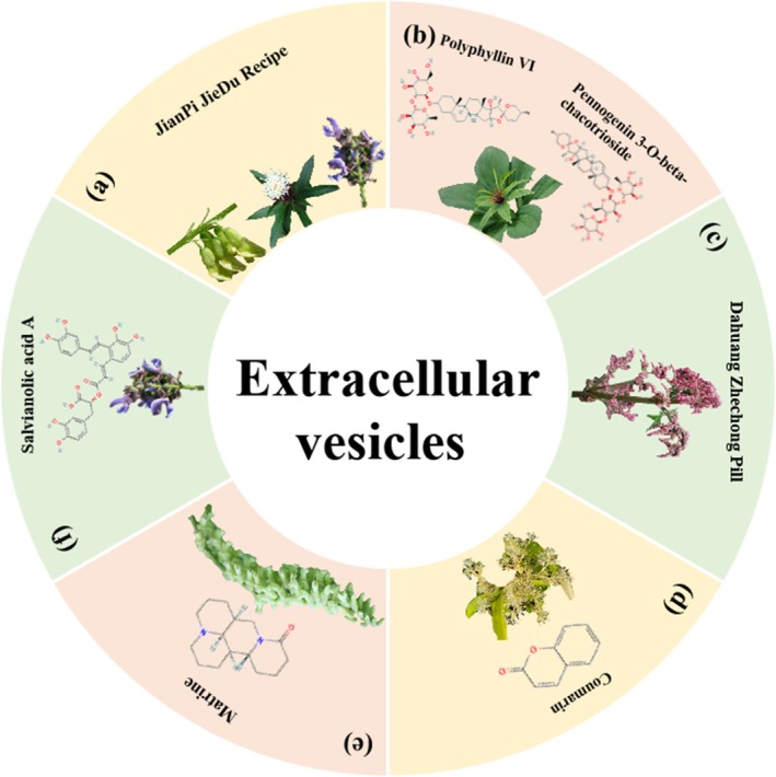 Herbal medicine treats CRC by regulating extracellular vesicles. (a) Astragalus membranaceus (Fisch.) Bunge, Atractylodes macrocephala Koidz. and Salvia miltiorrhiza Bunge. (b) Paris polyphylla Sm. (c) Rheum palmatum L. (d) Pileostegia tomentella Hand. Mazz (Saxifragaceae). (e) Sophora flavescens Ait. (f) Salvia miltiorrhiza Bunge.