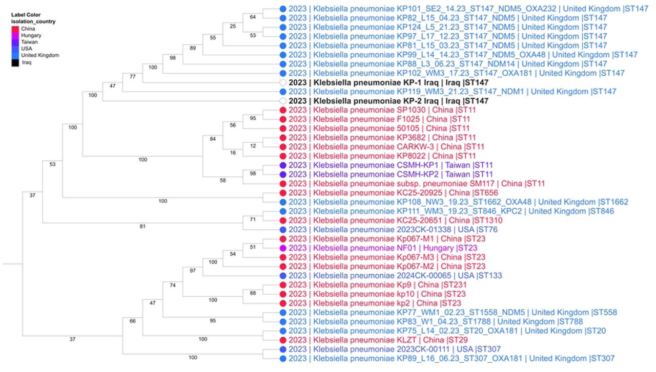 The phylogenetic tree demonstrating the evolutionary relatedness of K. pneumonia KP-1 and KP-2 to other strains of the same bacterium that have been subject to global selection. The tree was generated using PATRIC v3.6.2.