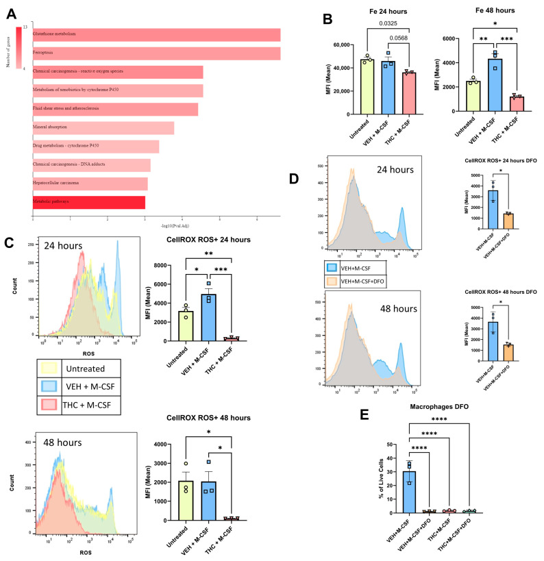 Role of iron and reactive oxygen species in the ability of THC to block macrophage differentiation. (A) KEGG pathway analysis of RNA-Seq using ShinyGO browser-based software v0.77. (B) Labile iron levels measured with PG SK at 24 and 48 h. (C) ROS levels and Live/Dead cells measured by CELLROX Deep Red and Sytox Blue at 24 and 48 h. (D) ROS levels and Live/Dead cells measured by CELLROX Deep Red and Sytox Blue at 24 and 48 h for VEH + M-CSF and VEH + M-CSF + DFO. (E) Graphical representation of the percentages of CD45 + CD11b + F4/80+ macrophages out of the total live cells as measured by Zombie UV in the presence of iron chelator DFO at 120 h. (B–E) n = 3, levels of statistical significance were assigned according to the following cutoffs: * p < 0.05, ** p < 0.01, *** p <0.001, and **** p < 0.0001.