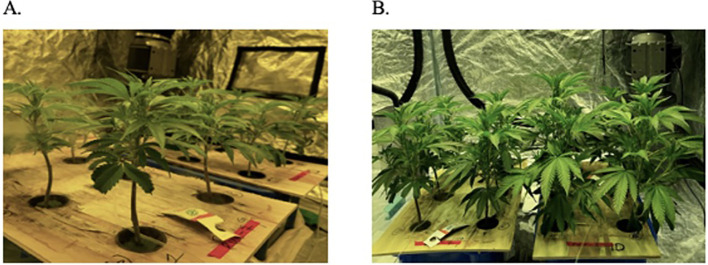 Deep-water culture units showing C. sativa plants (A) 7 days and (B) 14 days after propagation.