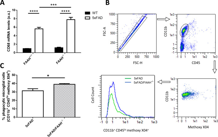 FAAH deletion potentiates activation of microglia and phagocytosis of Aβ in 5xFAD mice. A Expression levels of activated microglia marker CD68 obtained from hippocampal extracts after RT-qPCR. B Representative flow plots of the gating strategy for identification of phagocytic microglia cells (CD11b + CD45 low) isolated from 5 and 5xFAD/FAAH−/− mice. C Quantification of phagocytic microglial cells (expressed as the percentage of total singlet cells that are CD11 + , CD45lo, Methoxy X04 + cells) in 5xFAD and 5xFAD/FAAH−/− mice. Statistical analysis: for A, two-way ANOVA followed by Tukey’s test (***p < 0.001, ****p < 0.0001) (n = 7 animals in each group); for C, unpaired t test with Welch’s correction (p = 0.04) (n = 4 animals in each group)