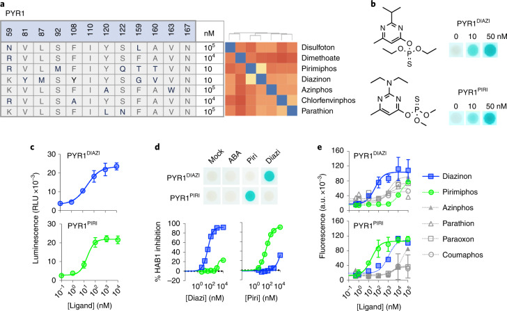 Facile development of potent, selective and portable organophosphate sensors.a, Summary of biosensor screening results for a panel of ten organophosphates. The compounds screened are clustered by similarity (blue indicates more similar) using a distance matrix of pairwise Tanimoto similarity scores, calculated in ChemMine 19. The molecules that yielded hits are shown in bold type; the minimal ligand concentrations required for Y2H signal generation for optimized receptors (Methods) are indicated (Supplementary Fig. 12 shows additional details). b, ﻿The optimized PYR1DIAZI and PYR1PIRI are high-affinity sensors. Optimized receptors were tested for responses to nanomolar concentrations of diazinon and pirimiphos-methyl, respectively, as evidenced by Y2H assays and receptor-mediated inhibition of HAB1 phosphatase activity in vitro. PYR1DIAZI (EC50 = 36 nM [32,40]); PYR1PIRI (EC50 = 58 nM [50,67]). Wild-type PYR1 was used as a control (gray lines). c, PYR1-derived receptors are portable. PYR1DIAZI and PYR1PIRI were tested in a protein-fragment complementation system based on split luciferase reconstitution with NLucN-PYR1/NLucC-HAB1 fusions in yeast (PYR1DIAZI, EC50 = 24 nM [12,50]; PYR1PIRI, EC50 = 19 nM [undef, 29]). d,e, PYR1DIAZI and PYR1PIRI are selective for their evolved target ligands. d, Y2H (top) and in vitro phosphatase inhibition assays (bottom) were used to profile receptor responses; the receptors no longer bind the native ligand ABA. Pirimiphos-methyl and diazinon were tested 20 nM, ABA, tested at 5,000 nM in Y2H assays. e, Characterization of receptor selectivity using a Z4-PYR1/VP64-ΔN-HAB1 gene activation circuit in the presence of the activating ligands shown (Supporting File 1 shows quantitative analyses of EC50 values). In all cases, the symbol represents the mean, and the error bars show 1 s.d. and may be smaller than the symbol. All data points represent the mean of triplicate data (n = 3), and error bars represent the standard deviation.Source data
