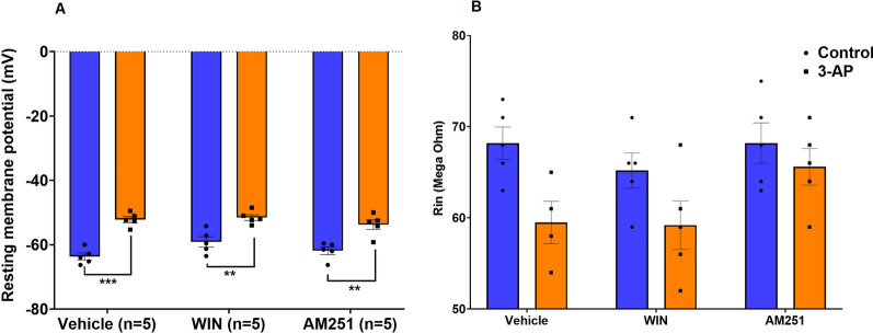 Changes in electrophysiological properties of Purkinje cells in vermis slices treated with CB1R agonist/antagonist and 3-AP. A 3-AP alone and in combination with CB1R agonist/antagonist resulted in a lower RMP compared to control, WIN, and AM respectively. B No significant differences were observed in Rin. n = 6 cells/group; one cell from each rat. The data are expressed as mean ± SEM. **(P < 0.01) and ***(P < 0.001) represent a significant difference with the counterpart group