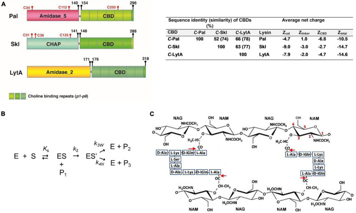 (A) Schematic representation of Pal, Skl, and LytA NAM-amidase structures. Domains [Amidase_5 (PF05382), CHAP (PF05257), Amidase_2 (PF01510)], choline-binding repeats (PF01473), and linkers are specified by different colors. Initial and final amino acids and cysteine positions are indicated. Sequence similarity between domains and average net charges are summarized on the right side. (B) Schematic representation of the reaction pathway for the hydrolysis by cysteine-peptidases. E and S are the free enzyme and the substrate, ES the non-covalent enzyme-substrate complex, ES’ the acyl-enzyme formed by the nucleophilic attack of the catalytic cysteine, P1 the leaving amine product, P2 the acyl product formed by water attack, and Ks, k2, and k3w the dissociation constant of the non-covalent complex, the acylation constant, and the water-mediated deacylation constant, respectively. P3 is the product resulting from the attack of the acyl-enzyme by other nucleophile, and k4w the respective first-order rate constant. (C) Schematic representation of pneumococcal peptidoglycan. Red arrows indicate the cleavage sites for NAM-amidases. NAG and NAM stand for N-acetylglucosamine and N-acetylmuramic acid. Cross-linking of stem peptides takes place, mainly, by Ser–Ala, and Ala–Ala dipeptides, or by direct binding of D-Ala to L-Lys moieties. Teichoic acids are covalently attached to position 6 of NAM.