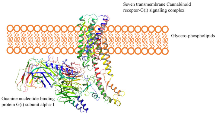 Helical representation of the CB1 receptor. The seven-transmembrane receptor is embedded into the cell membrane, having extracellular helices extending into the extracellular environment and the intracellular helices protruding into the intracellular environment where it interacts with the Guanine nucleotide-binding protein G(i) subunit alpha-1. The extracellular domain has an N-terminal that possesses glycosylation sites, while the intracellular domain has a C-terminal coupled to a G-protein complex. Adapted from reference [26]. Modified using Schrödinger Release Software 2021-4: Maestro, Schrödinger, LLC, New York, NY, 2021.