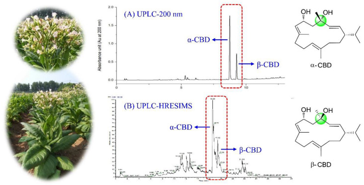 UPLC (A) and HPLC-HRESIMS (B) analyses of α-CBD and β-CBD in tobacco glandular trichome secretions.