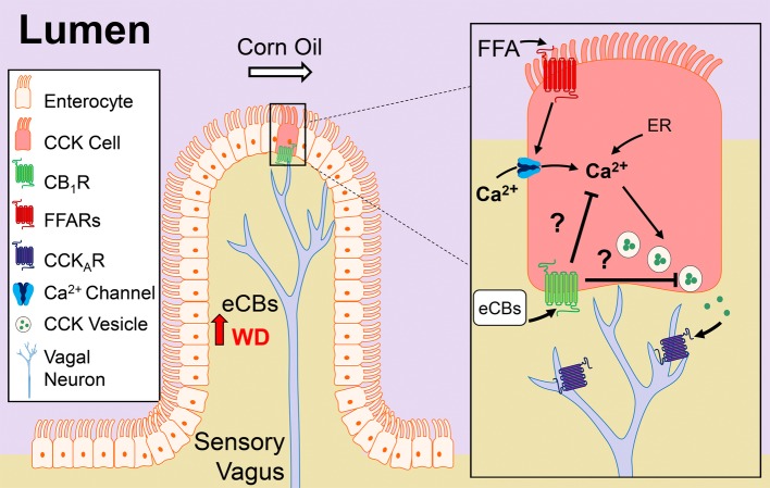 Model of CB1R control of nutrient-induced CCK release. Our studies suggest that cannabinoid CB1Rs in the upper small-intestinal epithelium control nutrient-induced satiation signaling, and their signaling is increased in diet-induced obesity, which drives overeating by delaying satiation. The upper small-intestinal epithelium contains enteroendocrine I-cells, which are a subpopulation of enterocytes that secrete cholecystokinin (CCK) when nutrients – including dietary fats – enter the lumen (Rehfeld, 1998; Tanaka et al., 2008; Wang et al., 2011; Liou et al., 2011a; Brennan et al., 2012). Dietary fats (e.g., corn oil), in the form of triacylglycerols, are hydrolyzed in the lumen into mostly monoacylglycerols and free-fatty acids (FFAs) that are sensed by free-fatty acid receptors (FFARs) located on enteroendocrine cells in the small-intestinal epithelium. Activation of FFARs stimulates secretion of CCK by a mechanism that requires calcium (Ca2+) influx and/or intracellular (i.e., endoplasmic reticulum, ER) mobilization (McLaughlin et al., 1998; Hira et al., 2004; Tanaka et al., 2008). CCK activates CCKA receptors located on adjacent afferent sensory vagal fibers, which in turn, communicate with the brain and control meal size and satiation (Smith et al., 1981, 1985; Schwartz and Moran, 1994; Kaelberer et al., 2018). Consumption of a Western diet (WD) is associated with increased levels of the endocannabinoids (eCBs) and their activity at CB1Rs in the upper small-intestinal epithelium, which we propose inhibits CCK release and satiation signaling. The molecular mechanism(s) mediating CB1R control of CCK release is unknown, but may include inhibition of Ca2+-mediated CCK release. A future test of this hypothesis is warranted.