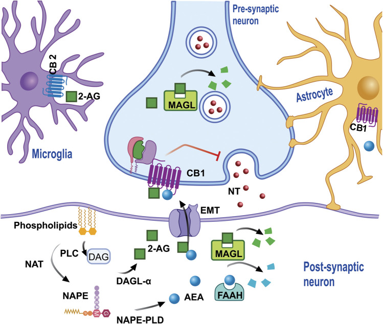 eCB is synthesized from membrane phospholipids. NAT synthesizes the precursor NAPE, which subsequently, through the action of PLD, produces AEA in the cytoplasm of the post-synaptic neuron (or neuron spine). AEA leaves the cytoplasm and enters the synaptic space via diffusion and/or the action of EMT in order that, once it has onside, AEA activates the cannabinoid receptors which inhibit the release of NT. The degradation of AEA in EMT is regulated by FAAH, which produces metabolites such as AA and ETA. 2-AG requires the formation of the DAG precursor by PLC, which then through the action of diacylglycerol lipase α, and together with arachidonic acid generates 2-AG, which then leaves the synaptic space to activate cannabinoid receptors, which are also present in the microglia and/or astrocytes, and can be degraded by MAGL both in the pre and post-synapse, generating AA and Gro as metabolites. Abbreviations: eCB, endocannabinoids; NAT, N-acyl transferase; NAPE, N-acyl-phosphatidylethanolamine; PLD, phospholipase D; AEA, anandamide; NT, neurotransmitters; EMT, endocannabinoid membrane transporter; FAAH, fatty acid amide hydrolase; AA, arachidonic acid; ETA, ethanolamine; 2-AG, 2- Arachidonoylglycerol; DAG, diacylglycerol; PLC, phospholipase C; MAGL, monoacylglycerol lipase.