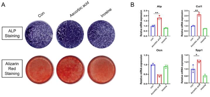 Functional verification of metabolites. A. Representative Alkaline Phosphatase Staining (seven days of osteogenic medium induction) and Alizarin Red Staining (21 days of osteogenic medium induction) of the human dental pulp stem cells. B. Expression of osteogenesis-related genes in human DPSCs evaluated by RT-qPCR. The data are presented as the mean ± SD (*p<0.05, **p<0.01).
