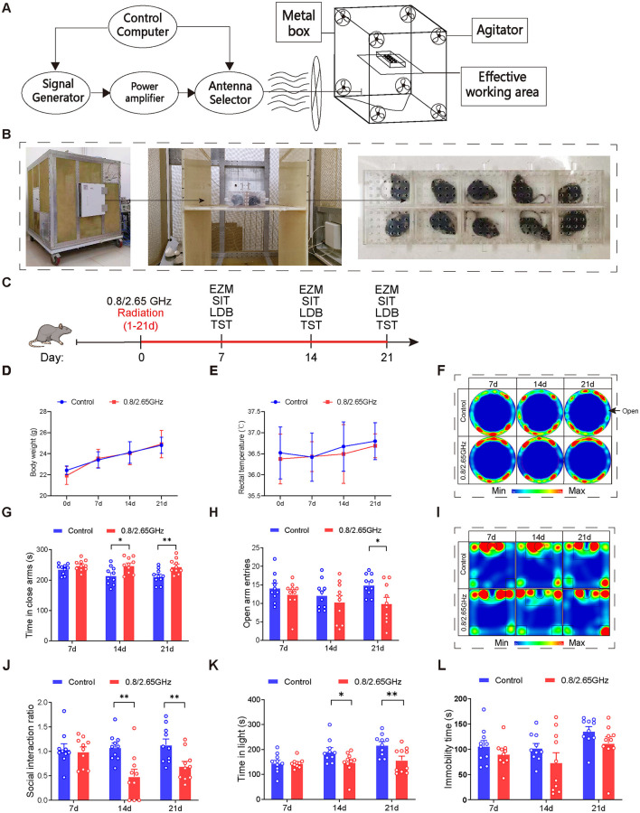 Effects of 0.8/2.65 GHz dual-frequency electromagnetic radiation on the emotional behavior of male mice. Schematic diagram (A) and actual image (B) of the working principle of the electromagnetic reverberation chamber. (C) Behavioral timeline of dual-frequency electromagnetic radiation (0.8/2.65 GHz, 4 W/kg, 4 h/day, total radiation duration of 21 days). (D, E) Effects of dual-frequency EMR on body weight and rectal temperature in mice (n = 10/group). (F–H) Elevated zero maze test (EZM, 7, 14, 21 days, 9:00–11:00); representative statistical heatmaps of EZM results (7, 14, 21 days, n = 10/group) (F), time spent in closed arms (G), and number of entries into open arms (H). (I, J) Social interaction test (SIT, 7, 14, 21 days, 19:00–21:00, n = 10/group); representative statistical heatmaps of SIT results (7, 14, 21 days, n = 10/group) (I), and social interaction ratio (SIR) (J). (K) Light-dark box test (LDBT, 7, 14, 21 days, 20:00–22:00, n = 10/group), time spent in the light box (K). (L) Tail suspension test (TST, 7, 14, 21 days, 9:00–11:00, n = 10/group), relative immobility time. All data are expressed as means ± SEM, *p < 0.05, **p < 0.01, control vs. 0.8/2.65 GHz, repeated-measures analysis of variance in (B, C). Unpaired t-test in (G, H, J, K, L).