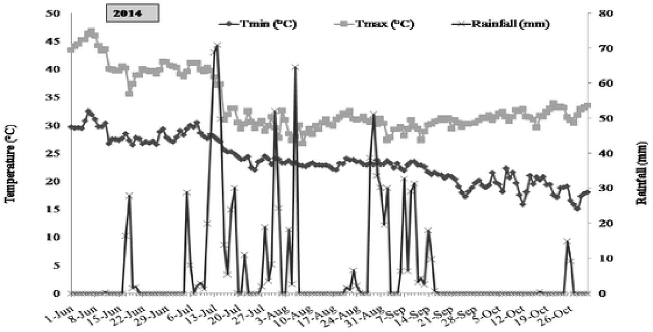Daily fluctuation in rainfall and temperature during the crop season of 2014.