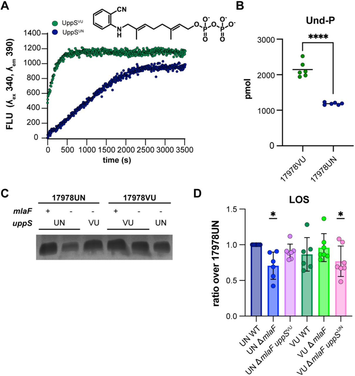 UppSUN demonstrates decreased enzymatic rate and results in decreased cellular Und-P than UppSVU.(A) UppS activity with 2CNA-GPP, a fluorescent analogue of the intrinsic substrate FPP. A. baumanni UppS from strains 17978VU (green) and 17978UN (blue) and were tested with the 2CNA-GPP substrate analogue and fluorescence increase upon elongation was monitored at an excitation wavelength of 340 nm and emission of 390 nm. Data are representative of 3 experiments. (B) Mass spectrometry quantitation of undecaprenyl-phosphate in ATCC 17978VU and 17978UN WT strains. Significance is by an unpaired t-test; **** p < 0.0001. (C) Silver stain of proteinase K-treated cell lysates to stain for LOS levels. Image is representative of 7 biological replicates. (D) Densitometric quantification of LOS bands as a ratio over 17978UN WT. n=6-7, data are means ± SEM, significance is by one-sample t-test compared to 1; * p < 0.05.