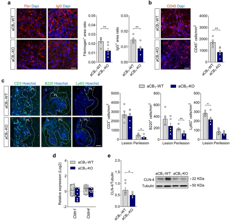 Restricted humoral and immune cell infiltration in EAE inflammatory lesions of aCB1-KO mice. a Representative confocal z-stack projections of spinal cord lesions from aCB1-KO and control aCB1-WT mice at acute EAE (25 dpi) immunostained for fibrinogen (Fbn) and IgG. Morphometry of parenchymal immunoreactivity shows reduced protein extravasation, measured as immunopositive area normalized to demyelinating lesion area, in aCB1-KO mice compared to the aCB1-WT group (n = 6 mice). Scale bar = 25 μm. b Representative micrographs and quantification of CD45+ infiltrating inflammatory cells in demyelinating lesions of aCB1-KO and aCB1-WT mice (n = 6 mice). Scale bar = 25 μm. c Confocal images and quantitative analysis of CD3+ T cells, B220+ B cells and Ly6G+ neutrophils in lesion (L) and perilesion (PL, dashed lines) spinal cord tissue from aCB1-KO mice as compared to aCB1-WT animals at acute EAE disease (n = 6 mice). Scale bar = 50 μm. d Gene expression analysis of the astrocyte TJ proteins CLN-1 and CLN-4 in spinal cord tissue from aCB1-KO and aCB1-WT mice at 22 dpi (n = 9–10 mice). e Immunoblots and densitometry analysis of CLN-4 expression in spinal cord lysates from aCB1-KO at 25 dpi compared to the aCB1-WT group (n = 6–7 mice). *p < 0.05, **p < 0.01 and ***p < 0.001, unpaired t-test or Mann-Whitney test. Error bars express SEM