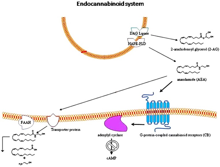 Endocannabinoids, such as N-arachidonoylethanolamine (anandamide, AEA) and 2-arachidonoyl glycerol (2-AG), are synthesized and released upon demand in a receptor-dependent way, through the AEA biosynthetic enzyme N-acylphosphatidylethanolamine-hydrolyzing phospholipase D (NAPE-PLD) and the diacylglycerol (DAG) lipase enzyme, respectively. They exert their effects through the G-protein-coupled cannabinoid receptors CB1 and CB2, which, in turn, are negatively coupled to adenylyl cyclase enzyme. After the specific binding with their receptors, endocannabinoids are transported into cells by a specific uptake system and degraded by the enzymes fatty acid amide hydrolase (FAAH). Adapted from [47], with permission of Springer.