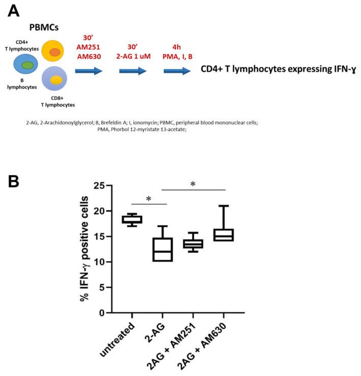 Effect of CB1/2 antagonists on Th1 lymphocytes expressing IFN-ɣ in SLE patients. (A) Experimental design. PBMCs isolated from 6 SLE patients were pretreated for 30 min with selective antagonists of CB1 and CB2 receptors, AM251 and AM630, respectively (200 nM). Then, 2-AG (1 μM) was added to the culture and cells were analyzed by flow cytometry as previously described. (B) Flow cytometry analysis of the percentage of Th1 lymphocytes expressing IFN-ɣ after treatment with AM251 and AM630 CB antagonists and 2-AG in SLE patients (n = 6). * p < 0.05.