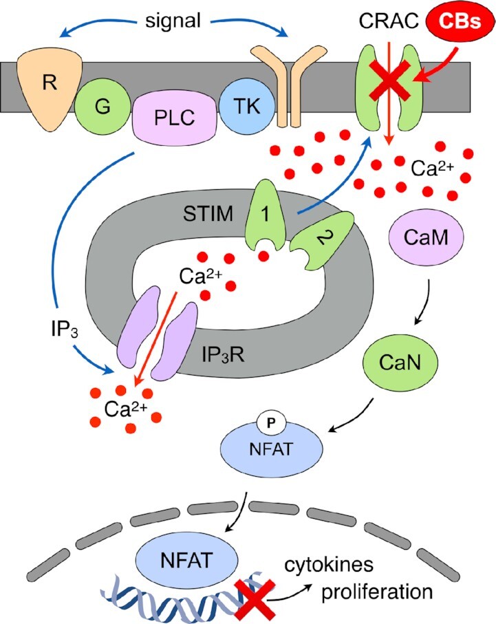 Store-Operated Calcium Entry is mediated by receptor (R) stimulation, transduced by tyrosine kinases (TK) or G proteins (G), leading to activation of phospholipase C and inositol 1,4,5 trisphosphate (IP3) production. The opening of IP3 receptors (IP3R) in the endoplasmic reticulum (ER) results in store depletion that is sensed by STIM1/2, which activate calcium (Ca2+) influx via Calcium Release-Activated Calcium (CRAC) channels. Several cannabinoids (CBx) inhibit these CRAC channels and thereby suppress signal transduction through the Calmodulin (CaM) - Calcineurin (CaN) - Nuclear Factor of Activated T cells (NFAT) pathway, which regulates cytokine release and cell proliferation.