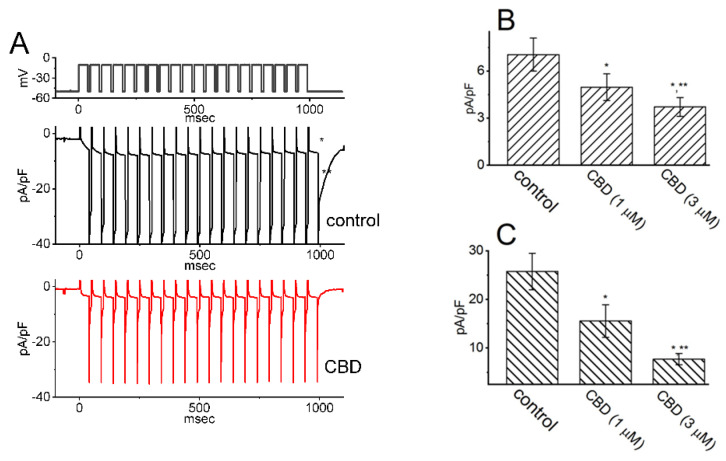 Effect of CBD on the activation of IK(M) through pulse-train stimulation in GH3 cells. To perform the experiment, cells were placed in a high-K+, Ca2+-free solution, and the pulse-train stimulation protocol involved a series of 40 depolarizing pulses lasting 20 ms each, applied at −10 mV with 5 ms intervals, for a total duration of 1 s. (A) Representative current traces acquired during the control period (upper trace in black) and in the presence of 3 μM CBD (lower trace in red). The top portion of the figure shows the voltage-clamp protocol applied. The * symbol in the middle portion of the figure indicates the activating IK(M), while ** represents the deactivating (or tail) component of IK(M) obtained after returning to −50 mV. Summary bar graphs in (B,C) display the activating and deactivating densities of IK(M), respectively, in the absence and presence of 1 or 3 μM CBD. The values are presented as mean ± SEM, with each bar representing data from seven independent experiments. The activating density of IK(M) was measured at the end of the pulse-train stimuli from −50 to −10 mV, while the deactivating density was measured following the return to −50 mV. The * symbol indicates statistical significance when compared to the control group (p < 0.05), while ** denotes statistical significance when compared to the CBD (1 μM) alone group (p < 0.05). This figure is adapted from Liu et al. [76] and published under the terms and conditions of the Creative Commons Attribution (CC BY) license.