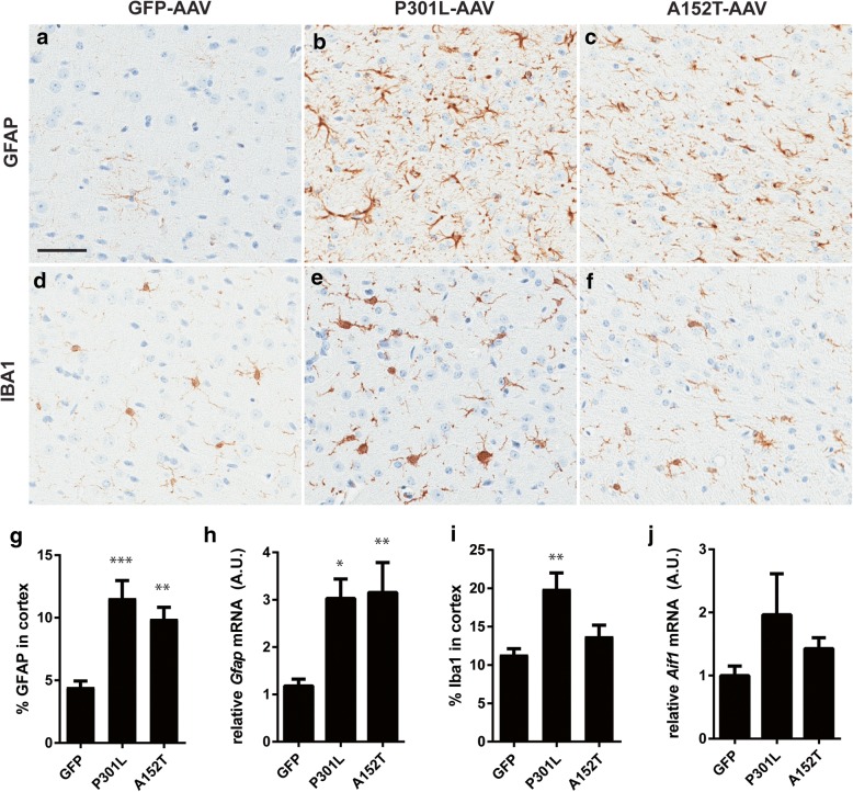 Increased astrogliosis in Tau-AAV mice. a-f Astrocytes and microglia were labeled with GFAP (a-c) and IBA1 (d-f), respectively, and representative images presented from the cortex. g GFAP immunoreactivity in the cortex was significantly increased in both TauP301L-AAV and TauA152T-AAV mice (F = 11.14, p = 0.0003). h GFAP is also significantly increased at the mRNA level in both Tau-AAV mouse models relative to GFP-AAV mice (F = 5.93, p = 0.0016). i Quantification of IBA1 immunolabeling in the cortex detected a significant increase only in TauP301L-AAV mice (F = 6.96, p = 0.0036). j RT-qPCR analysis revealed no significant differences of IBA1 (Aif1) mRNA levels between groups (F = 2.23, p = 0.12). Scale bar in (a) equal to 50 μm. *p < 0.05, **p < 0.005, ***p < 0.001