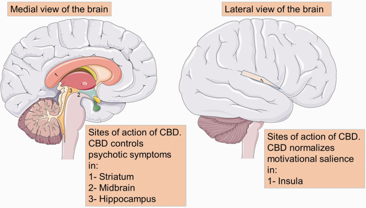 Sites of action of CBD. Psychotic symptoms are believed to arise from overactivity of neurons located in the hippocampus, which in turn releases dopamine to the midbrain and the striatum. Dopaminergic neurons in the midbrain further promulgate dopamine through a projection to the prefrontal cortex. Additionally, dopaminergic neuron terminals of the insula, originating in the striatum, are believed to influence dopamine neuronal reactivity and are critical for motivational salience and motor response. CBD controls psychotic symptoms in the striatum, midbrain, and hippocampus, as well as by normalizing motivational salience and motor response in the insula. Note: CBD, cannabidiol. The image was modified from Servier Medical Art, licensed under a Creative Common Attribution 3.0 Generic License, https://smart.servier.com/.