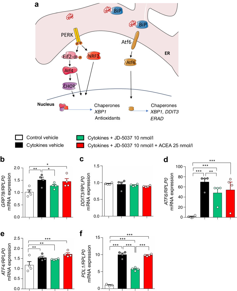 Targeting CB1R modulates ER stress response to cytokines in human islets ex vivo. Human islets were treated with JD-5037 (10 nmol/l), JD-5037 in combination with ACEA (25 nmol/l), or vehicle before an insult with cytokines, and samples were collected at 1 and 4 h for RNA extraction. (a) Schematic representation of ER stress signalling (created using Servier Medical Art templates). (b–f) Expression of GRP78 (also known as HSPA5 and BIP) (b), DDIT3 (also known as CHOP) (c), ATF6 (d), ATF4 (e) and PDL1 (also known as CD274) (f) after 1h (GRP78) and 4 h (the rest) of insult, respectively. The expression of RPLP0 was used as a control. Data are mean ± SEM, n=4 donors. *p<0.05, **p<0.01 and ***p<0.001 (by one-way ANOVA; Tukey post hoc test)