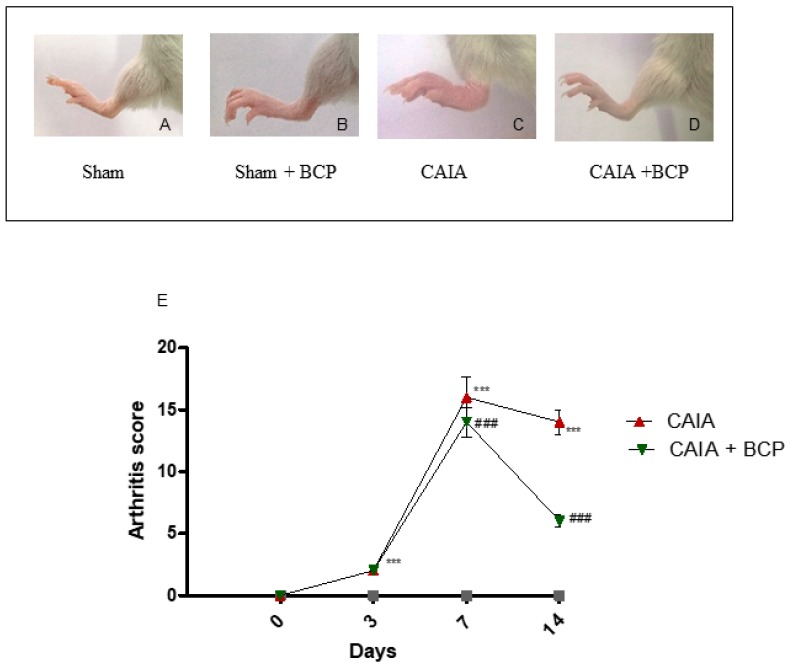 Macroscopic evaluation of arthritis in Sham (A), Sham + BCP (B), CAIA (C), and CAIA + BCP (D) mice. Evaluation was performed at the end of the experiment. The graph (E) represents arthritis score in Sham, Sham + BCP, CAIA, and CAIA + BCP mice monitored during the experiment. The score obtained from the Sham and Sham + BCP group was 0 at all time points, thus should be assumed as coincident with the X-axis of the graph. Data are expressed as means ± SD. *** p < 0.0001 vs. Sham and Sham + BCP; ### p < 0.0001 vs. CAIA.