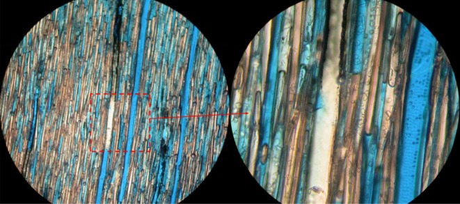 Optical microscopy for colour resin penetration effect in the vessels.