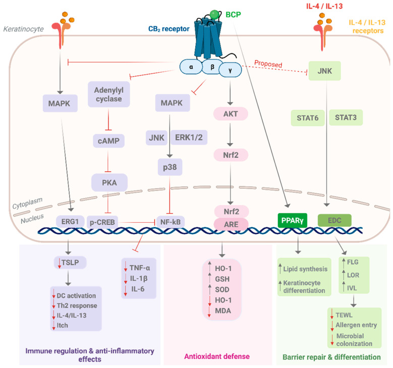 Molecular pathways engaged by β-caryophyllene in keratinocytes relevant to dermatologic disorders. BCP activates CB2 receptors to regulate immune responses, enhance antioxidant defense, and restore epidermal barrier function. Grey arrows indicate activation, red T-ended lines indicate inhibition, and dashed red lines denote potential but unconfirmed inhibitory effects on IL-4/IL-13–STAT6/STAT3 signaling. Arrow notation: solid line = stimulation/activation; T-bar = inhibition. Abbreviations: AKT, protein kinase B; cAMP, cyclic adenosine monophosphate; CB2, cannabinoid receptor type 2; DC, dendritic cell; EDC, epidermal differentiation complex; EGR1, Early Growth Response 1; ERK, extracellular signal–regulated kinase; FLG, filaggrin; GSH, glutathione; HO-1, heme oxygenase-1; IL, interleukin; IVL, involucrin; JNK, c-Jun N-terminal kinase; LOR, loricrin; MAPK, mitogen-activated protein kinase; MDA, malondialdehyde; NF-κB, nuclear factor kappa-light-chain-enhancer of activated B cells; Nrf2, nuclear factor erythroid 2–related factor 2; PKA, protein kinase A; p-CREB, phosphorylated cAMP response element-binding protein; PPARγ, peroxisome proliferator–activated receptor gamma; SOD, superoxide dismutase; STAT, signal transducer and activator of transcription; TEWL, transepidermal water loss; TSLP, thymic stromal lymphopoietin. Created in BioRender. Bagher, A. (2025) https://BioRender.com/iahviub.