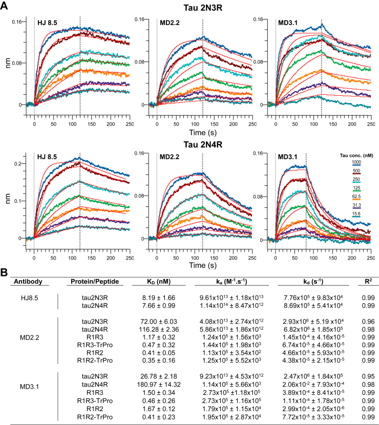 Binding properties to recombinant tau and peptide antigens.A, kinetic traces for full-length 2N3R (upper panel) and 2N4R (bottom panel) recombinant tau. The kinetic traces are fitted to 1:1 kinetics. For MD2.2 and MD3.1, which target the repeat domain containing multiple similar PGGG-containing repeats, the curves show fast-on, fast-off kinetics with a poorer fit of 1:1 kinetics. B, KD, ka, kd, and R2 for HJ8.5, MD2.2, and MD3.1 were calculated based on a grouped curve fit of seven tau concentrations with 1:1 binding parameters. Data for HJ8.5 binding with various peptides is not shown (see Fig. S1).