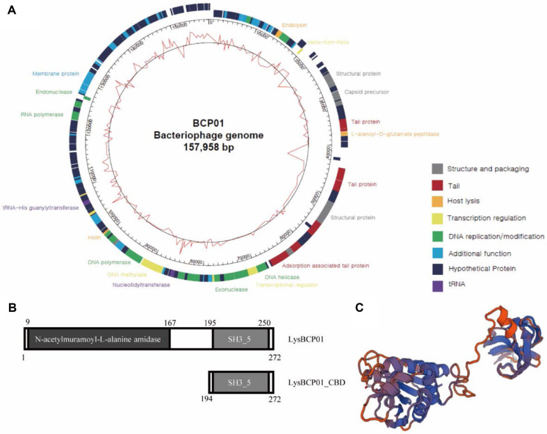 Genome analysis of bacteriophage BCP01 and identification of LysBCP01.(A) Genome map of bacteriophage BCP01. The inner circle indicates GC content, and the outer circle shows predicted open reading frames (ORFs) on each strand. Functional categories are indicated by different colors. (B) Schematic diagrams of LysBCP01 and LysBCP01_CBD. LysBCP01 contains an N-terminal Amidase_3 domain and a C-terminal SH3_5 domain, and LysBCP01_CBD includes the SH3_5 domain. (C) Predicted tertiary structure of LysBCP01.
