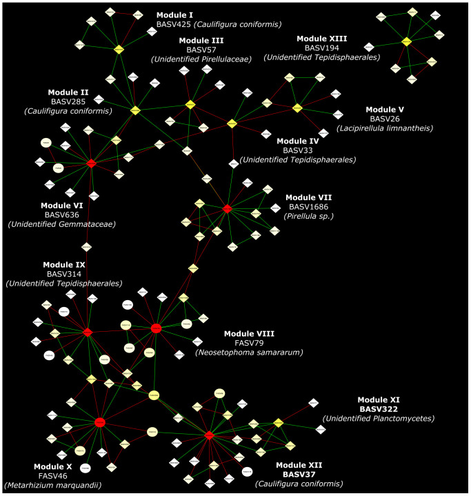 Network hub taxa identified across six hemp fields in New York. Interkingdom interactions of hub taxa in the root and rhizosphere soil was analyzed using three replicates. The co-association of each hub taxa and its co-associated ASVs is denoted as a Module and ASV connecting between Modules considered as connector taxa. Hub taxa of the module and connector taxa combinedly considered as Network hub taxa. Here soil refers to rhizosphere soil.