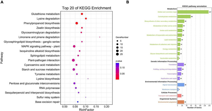 KEGG enrichment analysis of BnGWRKY potential target genes in Boehmeria nivea. (A) Top20 of KEGG enrichment. (B) KEGG pathway annotation.