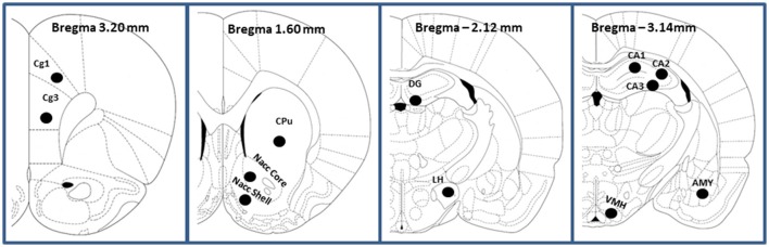 Schematic representation (adapted from Paxinos and Watson, 1998; the Rat Brain in Stereotaxic Coordinates) of the prefrontal cortex (Cingulate cortex Cg1 and Cg3), caudate-putamen (CPu), Nucleus accumbens (Nacc Core and Nacc Shell), Hippocampus (CA1 field of Ammon's horn; CA2, field of Ammon's horn; CA3, field of Ammon's horn; DG, dentate gyrus of hippocampus), Amygdala (AMY) and Hypotalamus (lateral LH and ventro-medial VHM).