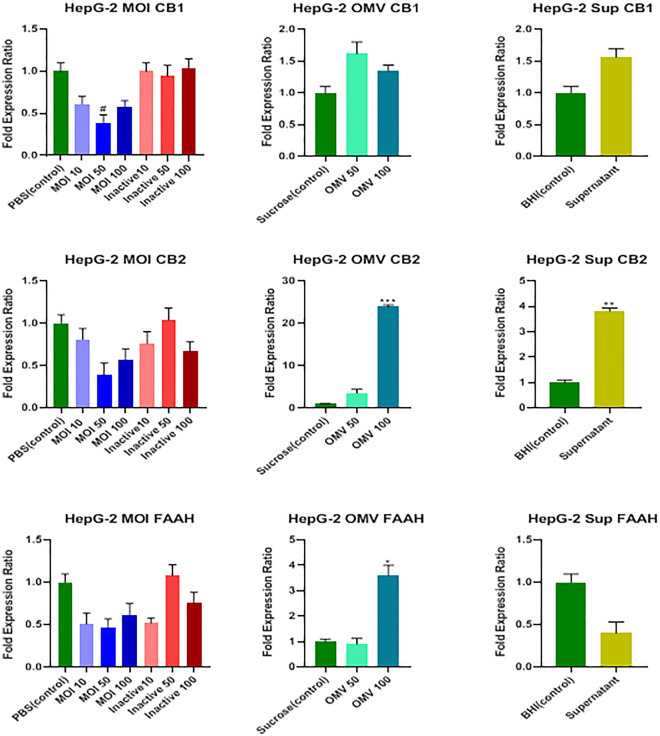 Effects of active and inactive A.muciniphila (at MOIs of 10, 50, and 100), its derived OMVs (50 and 100 μg/mL), and 7% (v/v [medium/cell-free supernatant]) cell free supernatant on the expression of endocannabinoid system related genes (CB1, CB2 receptors, and FAAH) in HepG-2 cells. Significancy is evaluated in comparison with control. Data are shown as the mean ± SEM. (*) and (#) represent significant increase and decrease, respectively.*P < 0.05, **P < 0.01, ***P < 0.001 by one-way ANOVA and t-test statistical analysis. MOI: multiplicity of infection, OMV: outer membrane vesicle, Sup: supernatant.