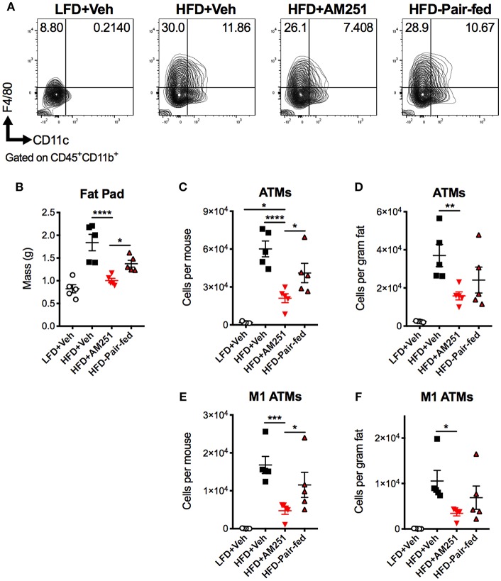 CB1 blockade reduces abundance of pro-inflammatory macrophages in epididymal fat. HFD-fed obese mice were treated with the CB1 antagonist AM251 (10mg/kg) as described in Figure 1 legend. Epididymal fat SVFs from AM251-treated DIO mice were analyzed by flow cytometry. CD45+CD11b+F4/80+ cells are considered as “ATMs”. CD45+CD11b+F4/80+CD11c+ cells are depicted as “M1 ATMs.” (A) Contour plots of ATMs. (B) Epididymal fat mass. (C) Total epididymal fat ATMs per mouse. (D) ATMs per gram of fat. (E) Total epididymal fat M1 ATMs per mouse. (F) M1 ATMs per gram of fat. Data are mean ± SEM. N = 5 mice/group. Significance was determined by one-way ANOVA. ****P < 0.0001, ***P < 0.001, **P < 0.01, *P < 0.05.