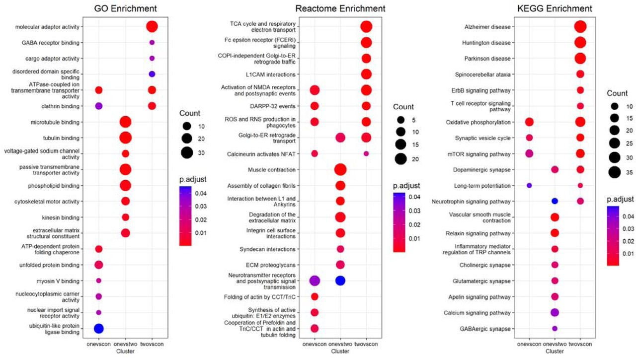 Selected results of gene enrichment analysis of the top 500 differentially expressed genes of KCL BrainBank cases assigned to classes via LDA (Class 1: n = 70, Class 2: n = 18) and controls (n = 59) in three scenarios (Class 1 vs control (onevscon), Class 1 vs Class 2 (onevstwo) and Class 2 vs Control (twovscon)). Enrichments were generated using ClusterProfiler for three databases – GO (left), Reactome (middle) and KEGG (right). Circles represent enrichments for that term with the particular scenario, with the colours denoting the p-adjusted value of the analysis. The size of the circles corresponds to the number of genes in each enrichment gene set which were present in each group. GO: Gene Ontology, KEGG: Kyoto Encyclopaedia of Genes and Genomes. The full results are available in Tables SX1-3.