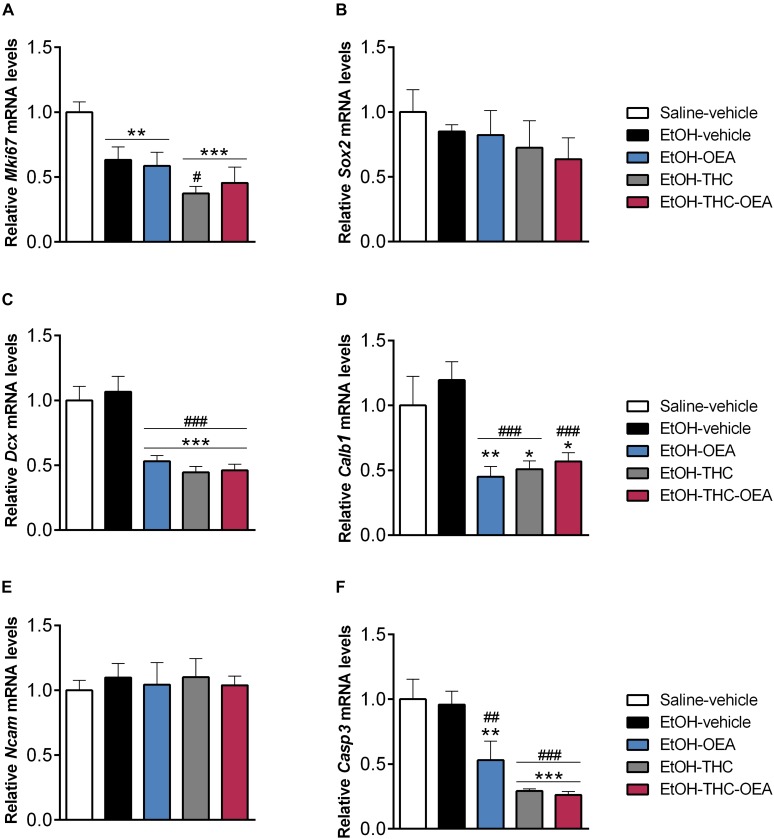Relative mRNA levels of the neurogenic factors Mki67 (A), Sox-2 (B), Dcx (C), Calb1 (D) and Ncam (E), and the apoptotic protease Casp3 (F) in the hippocampus. Bars represent the mean ± SEM (n = 7/group). Tukey (A,C,D,F) or simple effect analysis (B,E): ∗p < 0.05, ∗∗p < 0.01, ∗∗∗p < 0.001 vs. saline-vehicle; ##p < 0.01, ###p < 0.001 vs. EtOH-vehicle.