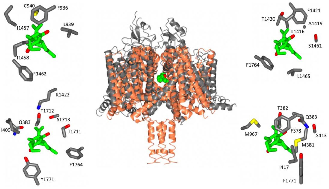 Location of Equivalent Binding Sites in NavMs and hNav1.2(Middle) Structural alignment of the NavMs-CBD crystal structure (coral) and the hNav1.2 cryo-EM structure (grey). The RMSD of the aligned structures is 3.2 Å. (Top left): equivalent binding residues in domain 1 and domain 2 of hNav1.2 found within 4 Å of the CBD site. (Top right): binding residues in hNav1.2 between domains II and III located within 4 Å of the CBD binding site. (Bottom left): Residues in hNav1.2 between domains III and IV within 4 Å of the CBD binding site. (Bottom right): Residues in hNAv1.2 between domains IV and I within 4 Å of the CBD binding site. In the surrounding panels the atoms in the protein are coloured by atom type, with carbons represented in grey, oxygen in red, nitrogen in blue, and sulphur in yellow, whilst the carbon atoms of the drug are depicted in green.