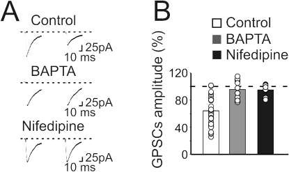 Pairing-induced LTD requires a calcium influx in the postsynaptic cell via voltage-dependent calcium channels.(A) Averaged traces of MF-GPSC (30 to 60 trials including failures) evoked before and 20 min after pairing in control, in neurons loaded with intracellular BAPTA (20 mM) or exposed to nifedipine (10 μM). (B) Pairing-induced changes in the mean amplitude of MF-GPSCs in control (n = 44), in cells loaded with BAPTA (n = 13) or exposed to nifedipine (black column; n = 8).