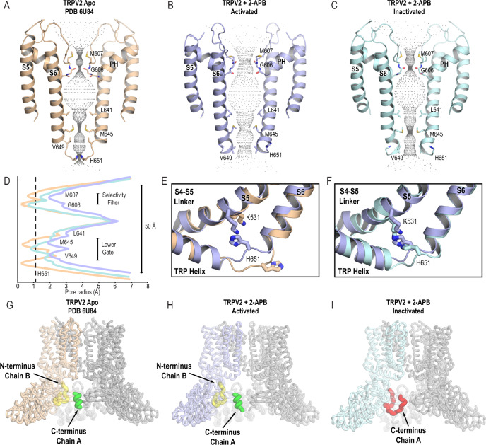 2-APB-bound TRPV2 in activated and inactivated states.HOLE-generated pore profiles of TRPV2Apo1 (PDB 6U84) (A), TRPV22APB_AC (B), and TRPV22APB_IAC (C). D Graphical representation of the pore profiles of TRPV2Apo1 (wheat), TRPV22APB_AC (light blue), TRPV22APB_IAC (light cyan). The radius of a dehydrated calcium ion is marked by a dotted gray line at 1.1 Å. E, F His651 is inserted into the pore in the apo state (TRPV2Apo1, wheat), but rotates out of the central channel of the pore on channel activation (TRPV22APB_AC, light blue) to form a cation–π bond with Lys531. During channel inactivation (TRPV22APB_IAC, light cyan), His651 remains stably rotated out of the pore. TRPV2Apo1 (G) and TRPV22APB_AC (H) feature the active conformation of the cytoplasmic regulatory switch, with the C-terminus forming a helix (green) inside the ankyrin repeat domain (ARD) skirt and the N-terminus (yellow) forming a loop at the multimerization interface between the β-sheet region and an ARD. TRPV22APB_IAC (I) features the inactive conformation of the cytoplasmic regulatory switch, with the C-terminus (red) forming a loop that wraps around the β-sheet region.
