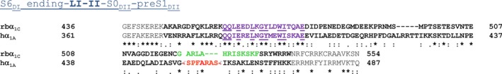 Sequence alignment of intracellular loop between domains I and II (LI‐II) of human CaV2.1 channel α 1A subunit and rabbit CaV1.2 channel α 1C subunit. Alignments were performed with Clustal Omega (www.ebi.ac.uk/Tools/msa/clustalo/). AID sequences are shown in purple, and rabbit (rb) α 1C LI‐II site for Ca2+‐calmodulin binding is highlighted in green. Position of the human (h) α 1A LI‐II deletion around A454 (in red) (ΔLI‐II 451–457) is shown in orange. “*” identical residues; “:” conservative substitutions (same amino acid group); “.” semi‐conservative substitution (similar shapes). LI‐II residues appear in bold.