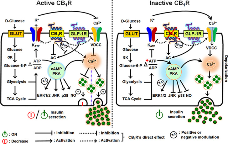 Schematic diagram illustrating the downstream events of CB1R activation and inhibition in the regulation of insulin secretion from β-cells. An increase in the intracellular glucose levels, which is transported by facilitated diffusion through glucose transporters, triggers the first permissive step in glucose-induced insulin secretion (GSIS). Glucose is phosphorylated by glucokinase (GK), the rate-limiting enzyme of glucose metabolism in β-cells, ATP is subsequently generated by glycolysis and the TCA cycle, causing an alteration in the intracellular ATP:ADP ratio. Increases in the [ATP/ADP] ratio closes the KATP channels and depolarizes the plasma membrane. The resultant opening of voltage-dependent calcium channels (VDCCs) and rise in cytosolic Ca2+ concentration allows for insulin exocytosis from β-cells. Although an increase in Ca2+ concentration is the primary or permissive insulin secretory event, cAMP production and protein kinase A (PKA) activity are critical in the fine tuning and potentiation of insulin secretion. The two gut-derived incretins, glucose-dependent insulinotropic peptide (GIP) and glucagon-like peptide -1 (GLP-1), are the main activators of adenylyl cyclase (AC) and subsequent cAMP formation; increases in cAMP augment GSIS by as much as 100% in non-diabetic subjects (GLP-1R is in the illustration: GIP has similar effects on AC). However, when CB1R is active, it signals through Gαi/o protein, inhibits AC, and attenuates cAMP production and protein kinase A (PKA) activity. CB1R also exerts influence on the KATP channel, decreasing potassium efflux, thereby inhibiting calcium entry through VDCCs because of hyperpolarization of the plasma membrane. In conjunction with the other forgoing events, downstream of AC-cAMP-PKA activity, CB1R activation impacts G-protein-dependent mitogen-activated protein kinases (MAPKs; ERK1/2, JNK and p38) and nitric oxide (NO) signaling, and the incretin receptors, GLP-1R and GIPR. The depicted receptor activation within the β-cell either inhibits or potentially stimulates insulin secretion under the influence of receptor-specific agonists via several mechanisms: the stimulatory role of CB1R in β-cell secretion, when reported, appears to be coupled to their capacity to increase intracellular calcium levels and reduction in cAMP production, whereas reduced intracellular cAMP formation can account for the inhibitory role of CB1R in insulin release.
