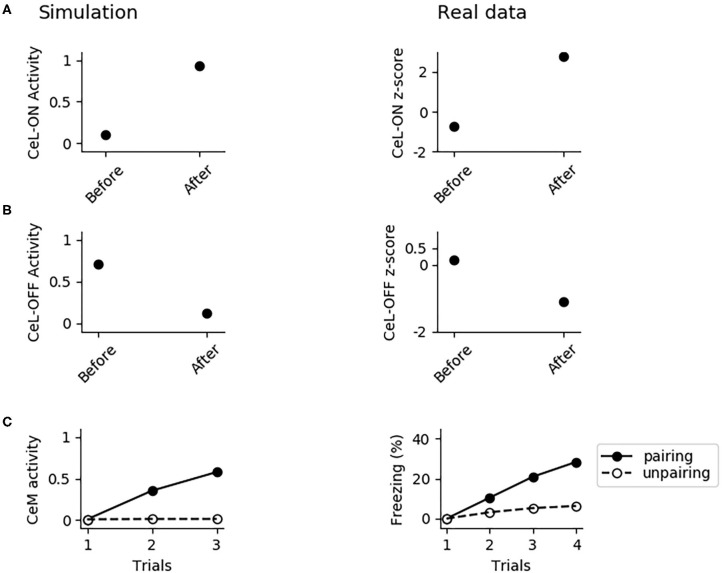 The involvement of CeL in conditioning. (A) Activity of CeL-ON and (B) CeL-OFF when the CS is delivered before and after conditioning, and comparison with data from Ciocchi et al. (2010). (C) CeM activity during the CS delivery in the three trials of conditioning, when the CS is paired with a maximum depolarization of PLp1 and PLp2; we used a similar protocol as control where we unpaired the CS and depolarization.