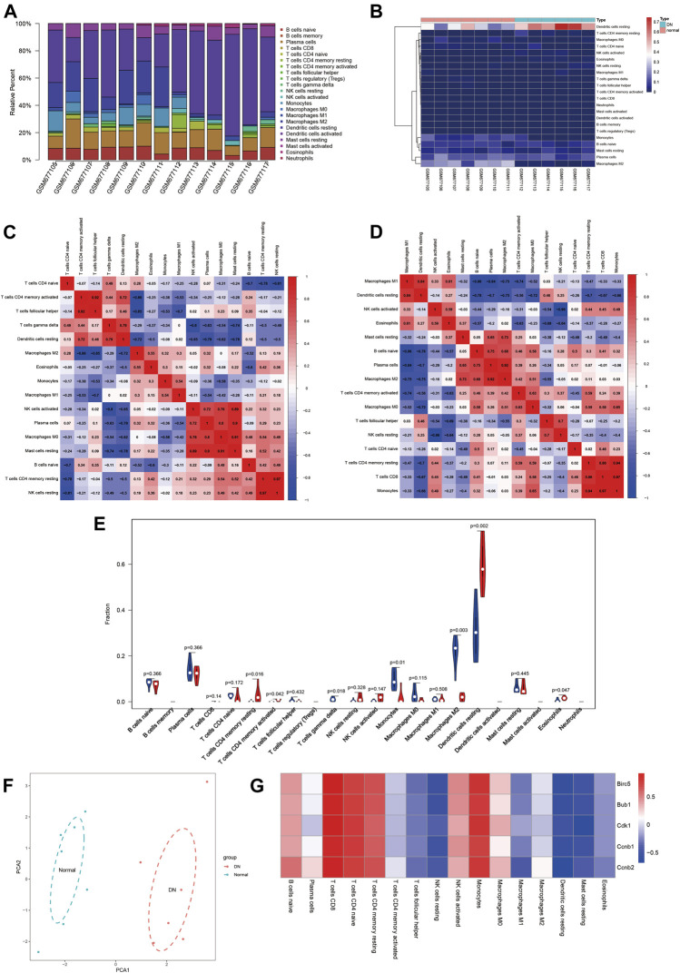Landscape of immune infiltration between DN samples and normal samples. (A) The bar plot represents the relative percentage of 22 immune cells in each sample. (B) Cluster heat map based on 22 immune cell proportions of normal samples and DN samples. Red indicates a high percentage of immune cells and blue indicates a low percentage of immune cells. (C,D) Correlation matrix of the proportion of immune cells in the normal and DN groups. Red indicates positive correlation and blue indicates negative correlation. (E) The difference in immune infiltration between the normal and DN samples (blue for the normal group and red for the DN group, p value < 0.05 was considered statistically significant. (F) Principal component analysis of normal and DN samples. (G) Correlation index analysis of hub genes expression and immune infiltration level. Red indicates positive correlation and blue indicates negative correlation.